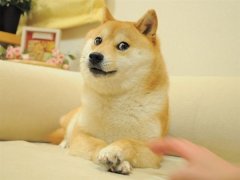 火遍全球！Doge表情包原型柴犬Kabosu去世：享年